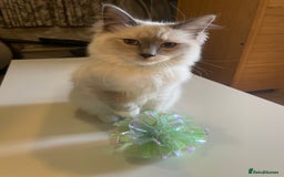 Ragdoll cats for sale: Ragdoll kittens ready now  !💞  - Image 18