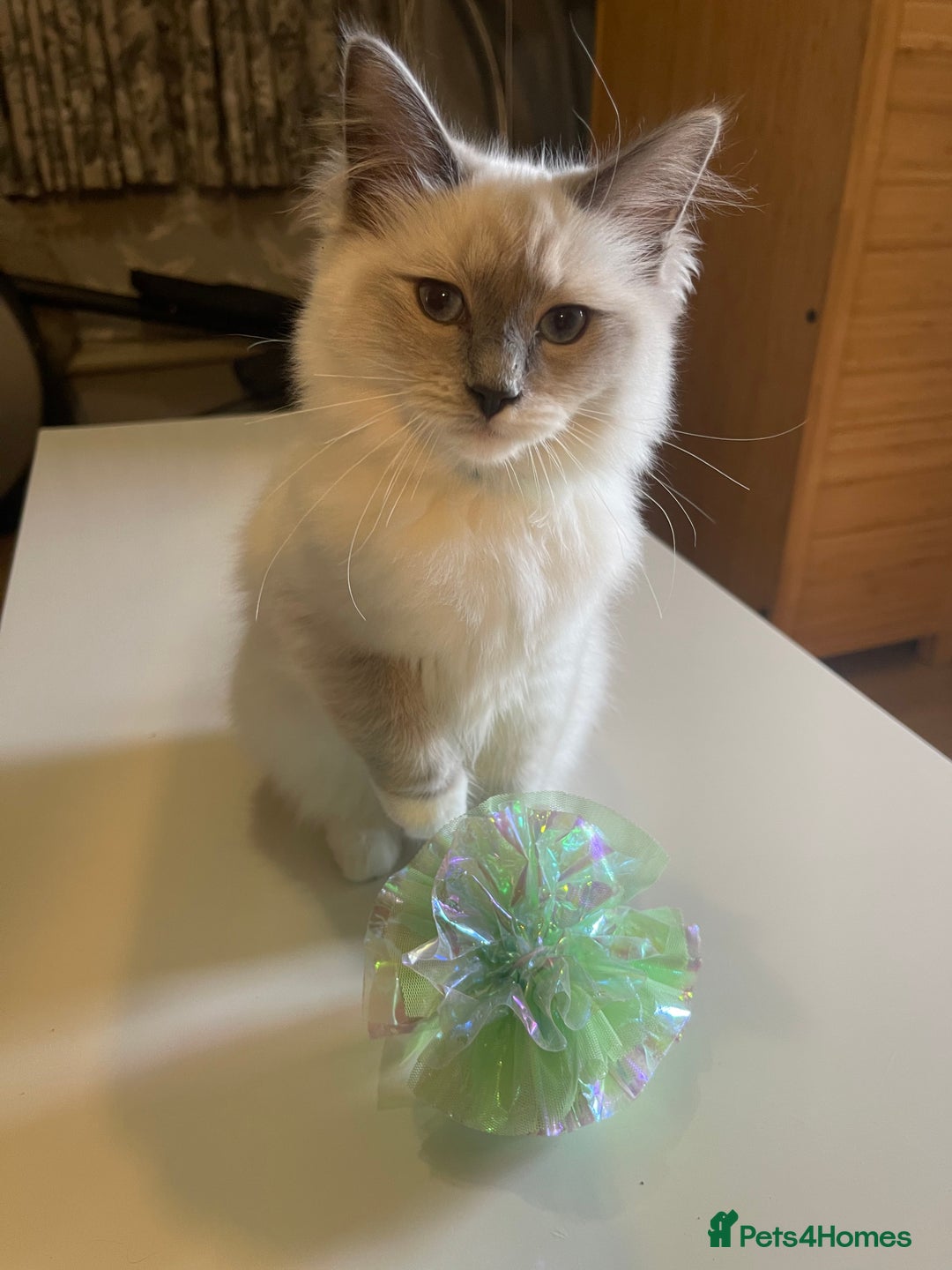 Ragdoll cats for sale: Ragdoll kittens ready now  !💞  - Image 18