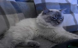 Ragdoll cats for sale: Beloved Ragdoll for sale! - Image 3