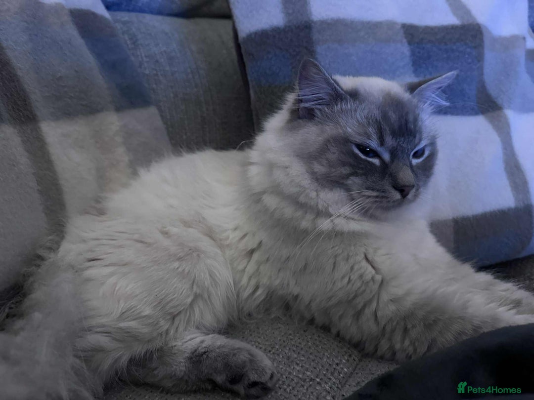 Ragdoll cats for sale: Beloved Ragdoll for sale! - Image 3