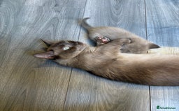 Mixed Breed cats for sale: Stunning munchkin girl available now - Image 7