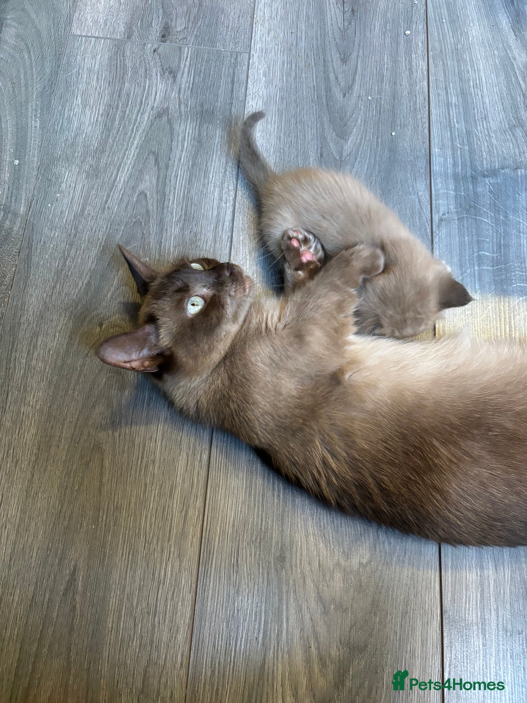 Mixed Breed cats for sale: Stunning munchkin girl available now - Image 7