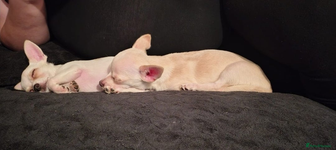 Chihuahua dogs for sale: Deer head chihuahua  - Advert 19