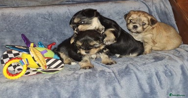 Morkie dogs New litter ready 14/12/25  - Advert 9