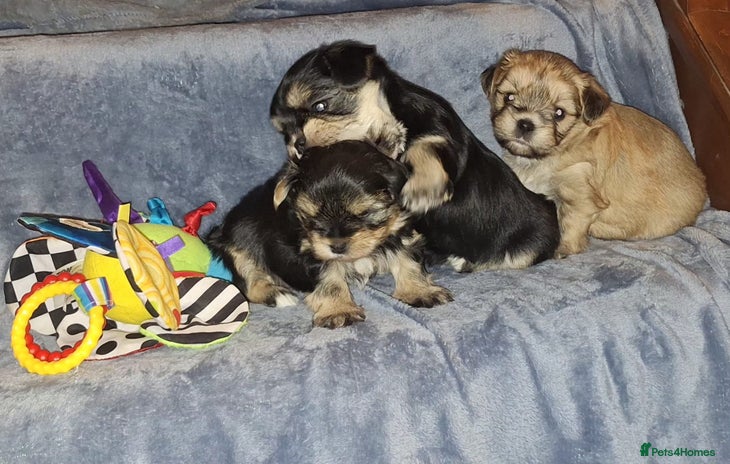 Morkie dogs New litter ready 14/12/25 - Advert 1
