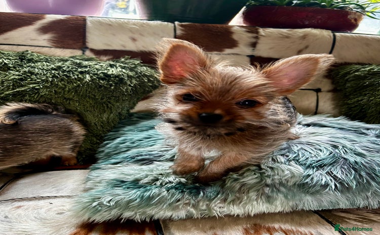 Mixed Breed dogs - Advert 1
