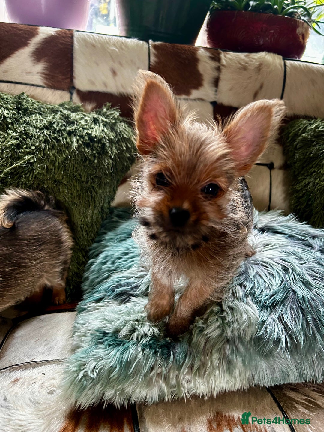 Mixed Breed dogs for sale: Healthy happy puppies Pomeranian Yorkshire Terrier - Image 1