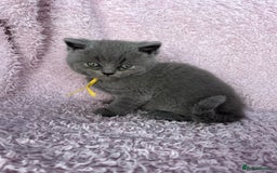 British Shorthair cats for sale: **5 Chunky pure breed BSH Kittens for sale** - Image 7