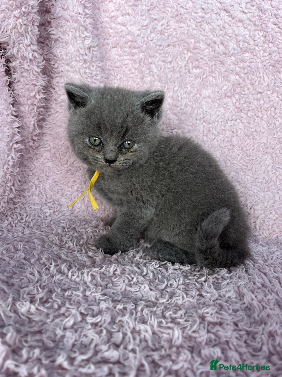 British Shorthair cats for sale: **5 Chunky pure breed BSH Kittens for sale** - Image 7