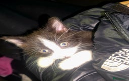 Mixed Breed cats for sale: Male kittens 10 weeks old - Image 7