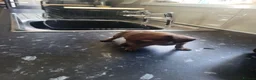 Miniature Dachshund dogs for sale: Absolutely gorgeous mini mini sausage dog  - Advert 10
