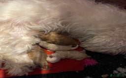 Maltipoo dogs for sale: 💗💙 **  TOY MALTIPOOS💗💙 - Image 18