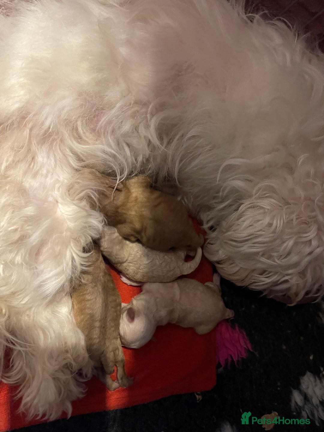 Maltipoo dogs for sale: 💗💙 **  TOY MALTIPOOS💗💙 - Image 18