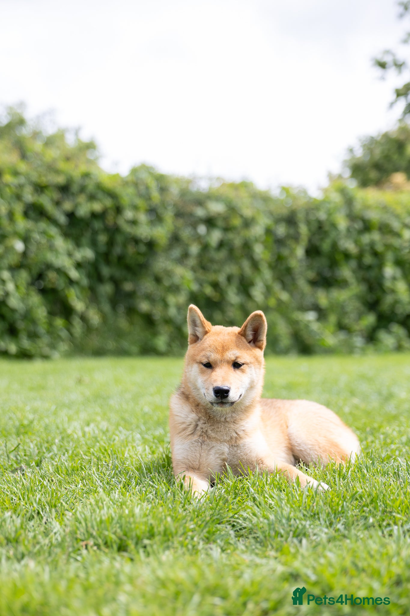 Japanese Shiba Inu dogs She’s the last the most beautiful ready to go now! - Advert 2
