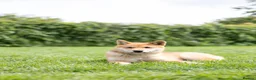 Japanese Shiba Inu dogs for sale: She’s the last the most beautiful ready to go now! - Advert 4
