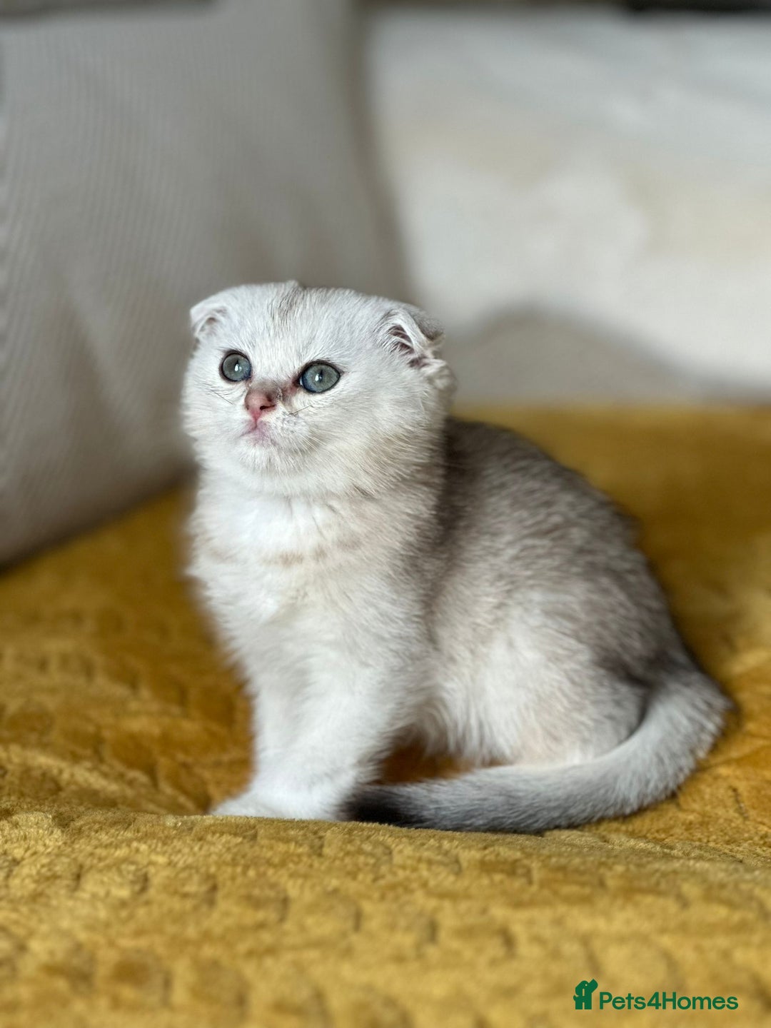 British Shorthair cats for sale: British shorthair silver chinchilla  - Image 14