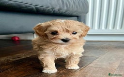 Maltipoo dogs for sale: Maltipoo puppies available  - Image 4