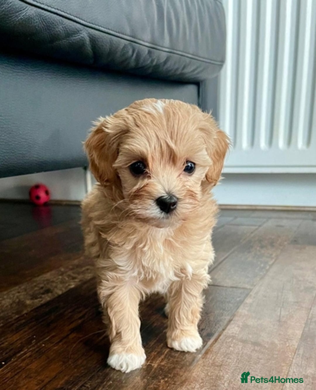 Maltipoo dogs for sale: Maltipoo puppies available  - Image 4