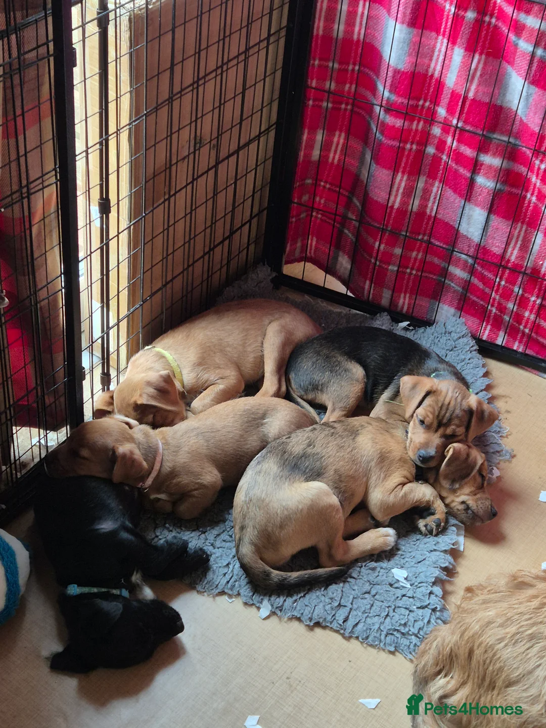 Patterjack dogs for sale: Patterjack puppies 10 weeks old - Advert 1