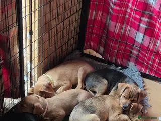 Patterjack dogs Patterjack puppies 10 weeks old - Advert 1