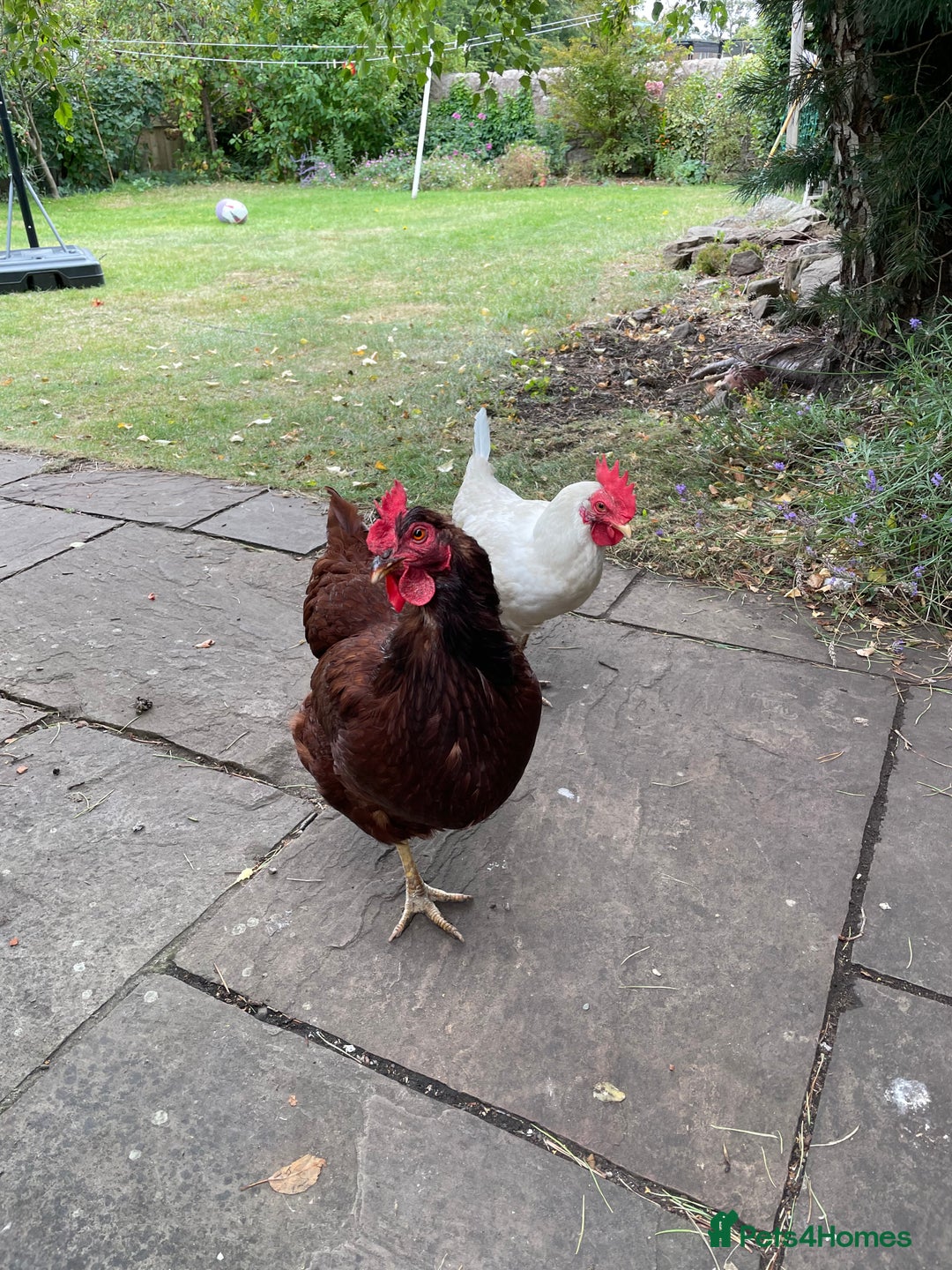 Hens poultry for sale: cheeky chicken looking for a new home  - Image 3