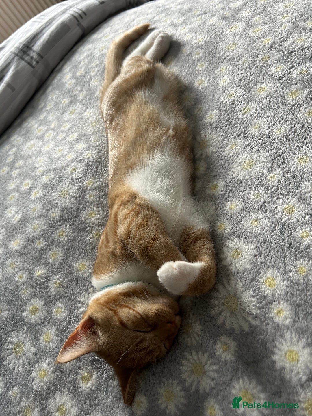 Mixed Breed cats for sale: 8month old male kitten - Advert 7