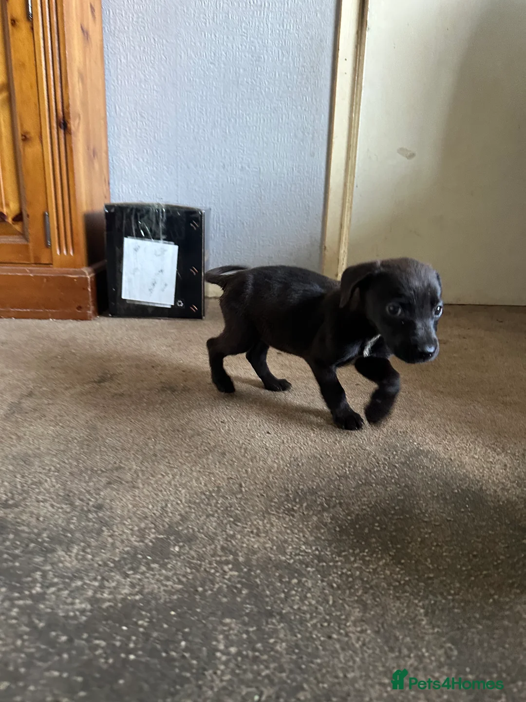 Mixed Breed dogs for sale: Puppies - Advert 1