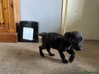 Mixed Breed dogs Puppies - Advert 2