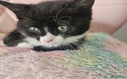 Mixed Breed cats for sale: Kittens looking for forever homes  - Image 6