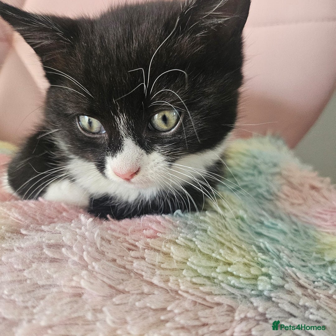 Mixed Breed cats for sale: Kittens looking for forever homes  - Image 6