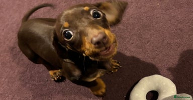 Dachshund dogs - Advert 6