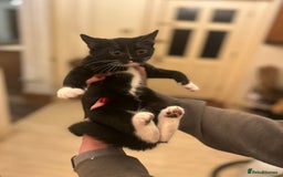 Mixed Breed cats for sale: 1 male mixed breed kitten - Image 8