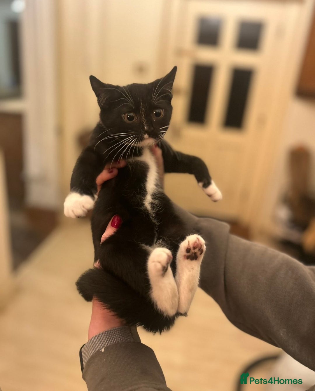 Mixed Breed cats for sale: 1 male mixed breed kitten - Image 8