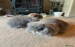Mini Lop rabbits for sale: Possibly rehoming my male rabbit  - Image 4