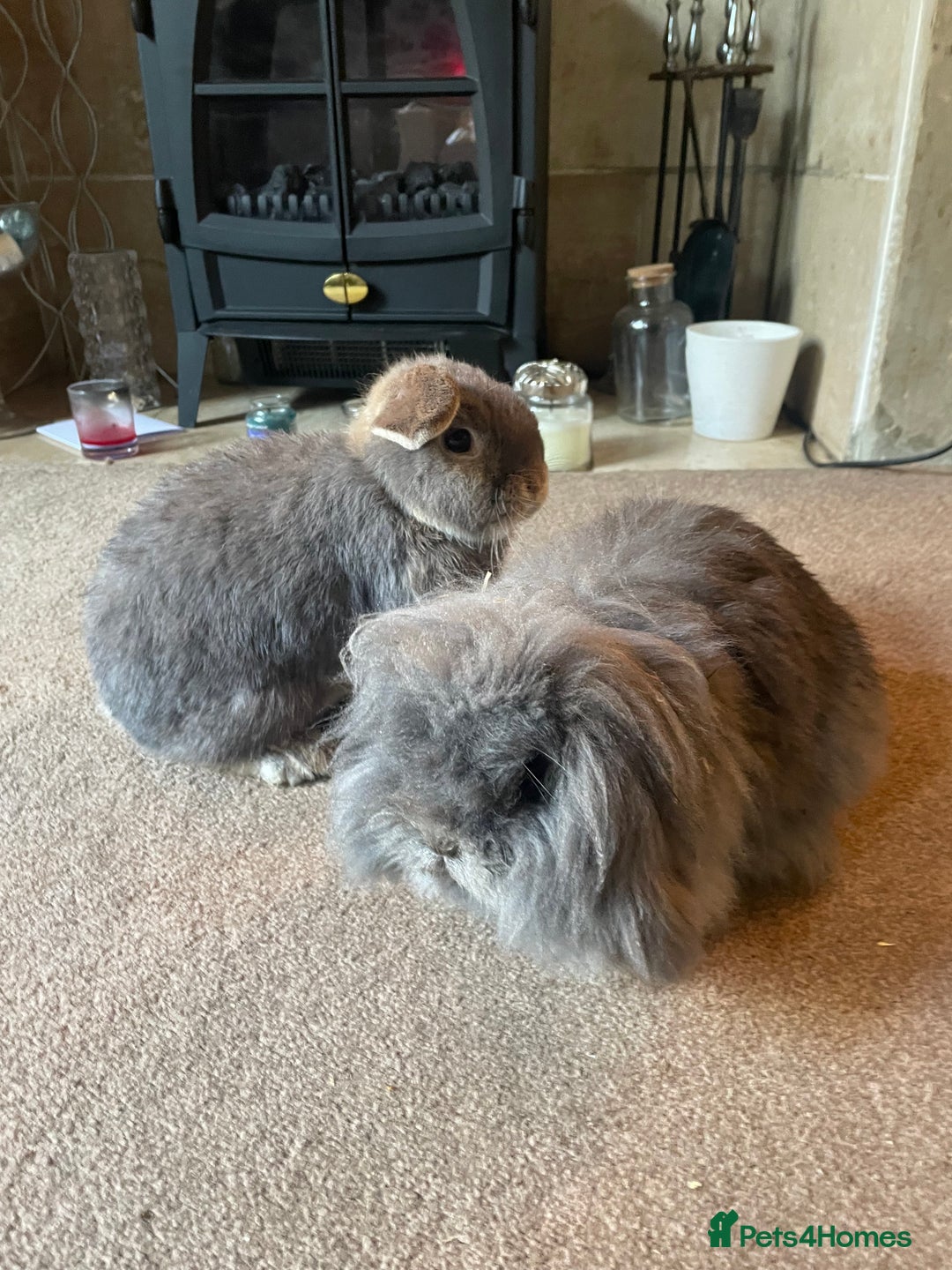 Mini Lop rabbits for sale: Possibly rehoming my male rabbit  - Image 4