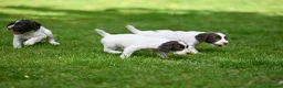 English Springer Spaniel dogs for sale: Kennel club registered Springer Spaniel Puppies - Advert 8