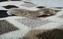 Mixed Breed cats for sale: Lovely mixed kittens 🐱😻😽👌 - Advert 6