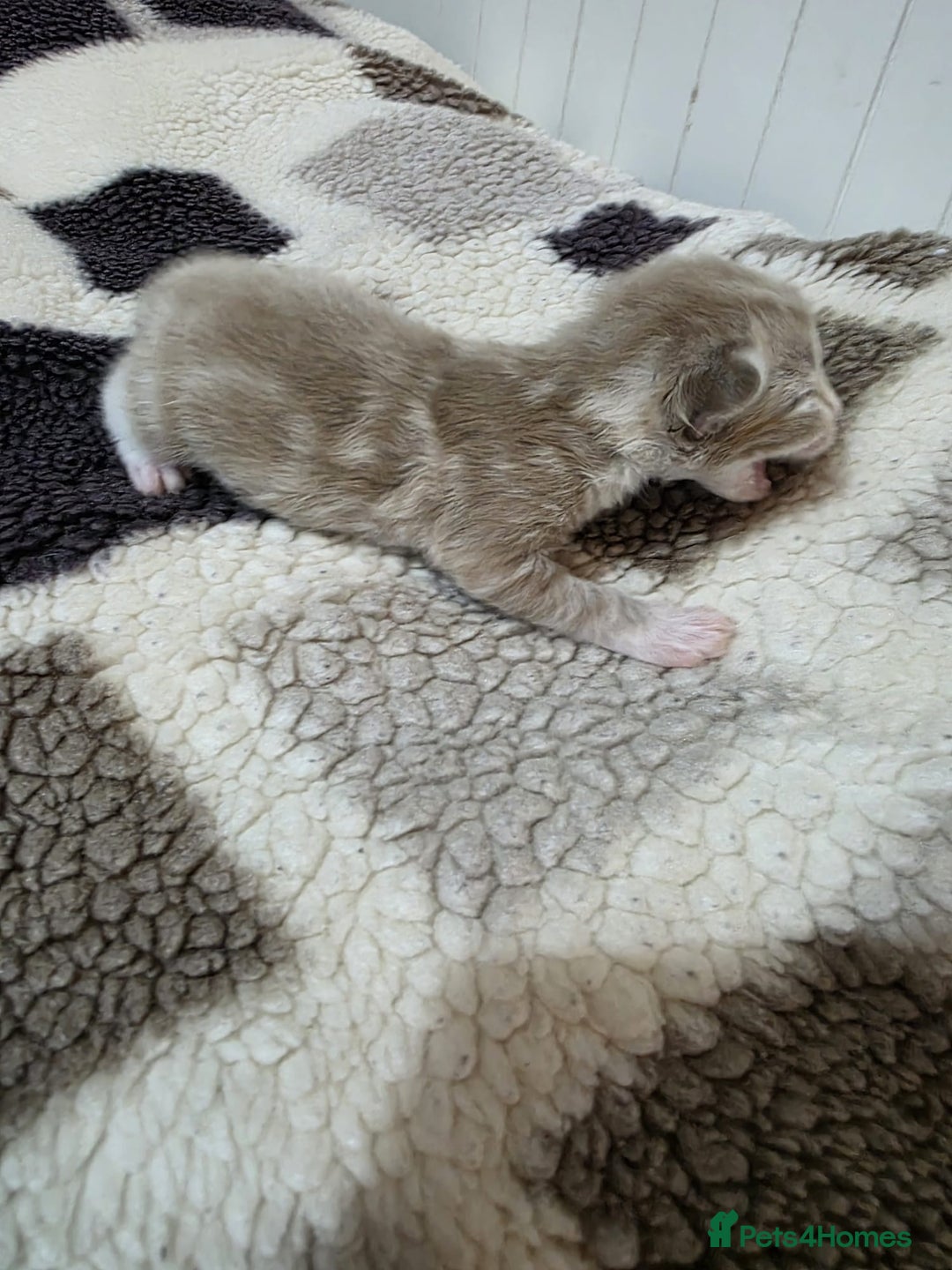 Mixed Breed cats for sale: Lovely mixed kittens 🐱😻😽👌 - Advert 6