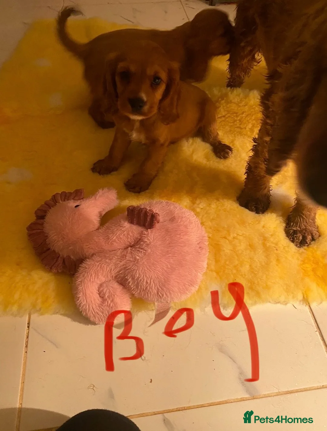 Cockalier dogs for sale: F1 fox red puppies boys and girls  - Advert 12