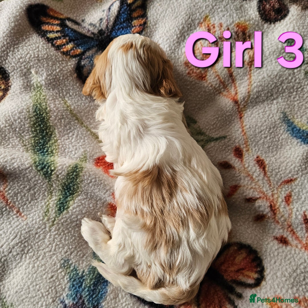 Cavachon dogs for sale: Cavachons. Beautiful Bundles of Fluff  - Advert 12