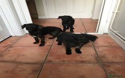Mixed Breed dogs for sale: Bedlington whippet Italian grayhound x  - Advert 21
