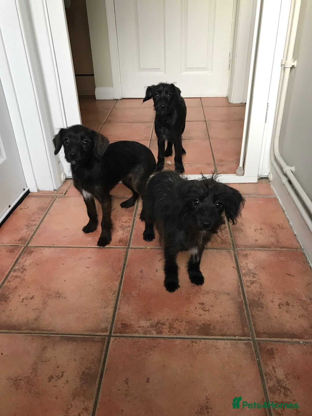 Mixed Breed dogs for sale: Bedlington whippet Italian grayhound x  - Advert 21