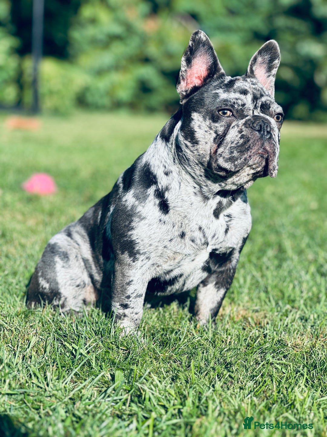 French Bulldog dogs for sale: Pure French bulldog female merle - Image 1