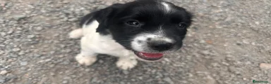 English Springer Spaniel 1