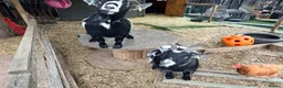 Goats livestock for sale: Two Pygmy Wethers in Cannock - Advert 4