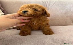 Maltipoo dogs for sale: 💫Tiny Red Boys Available Now💫 - Image 4