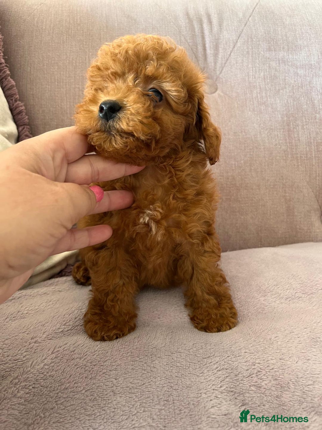 Maltipoo dogs for sale: 💫Tiny Red Boys Available Now💫 - Image 4