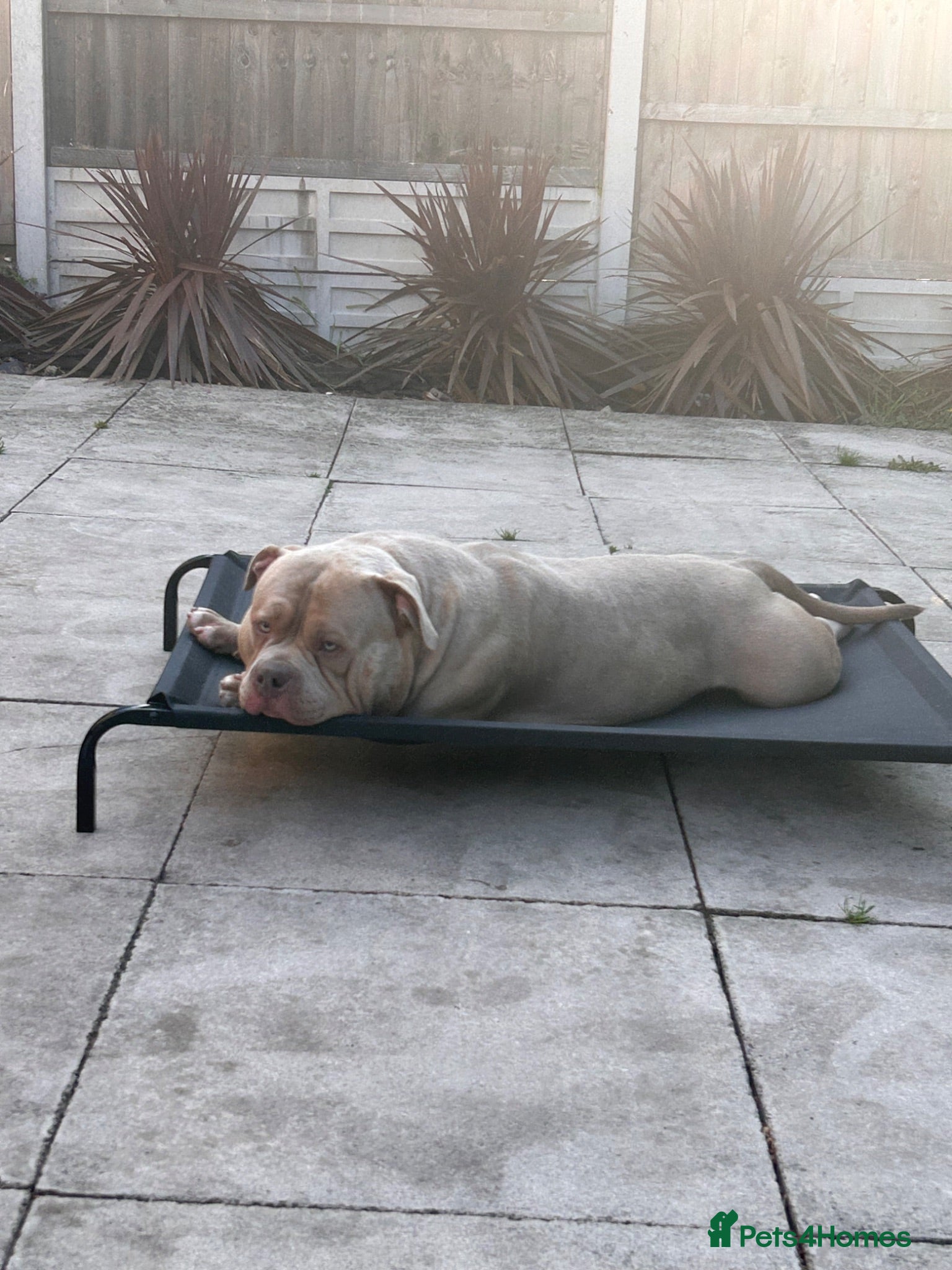 American Bully dogs Male Pocket Bully Stud - Advert 1