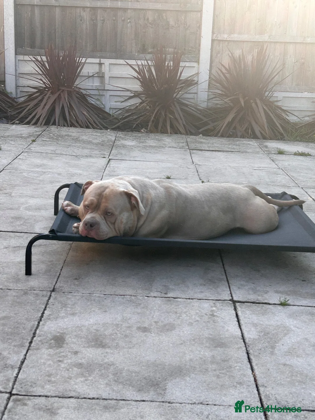 American Bully dogs for stud: Male Pocket Bully Stud - Advert 1