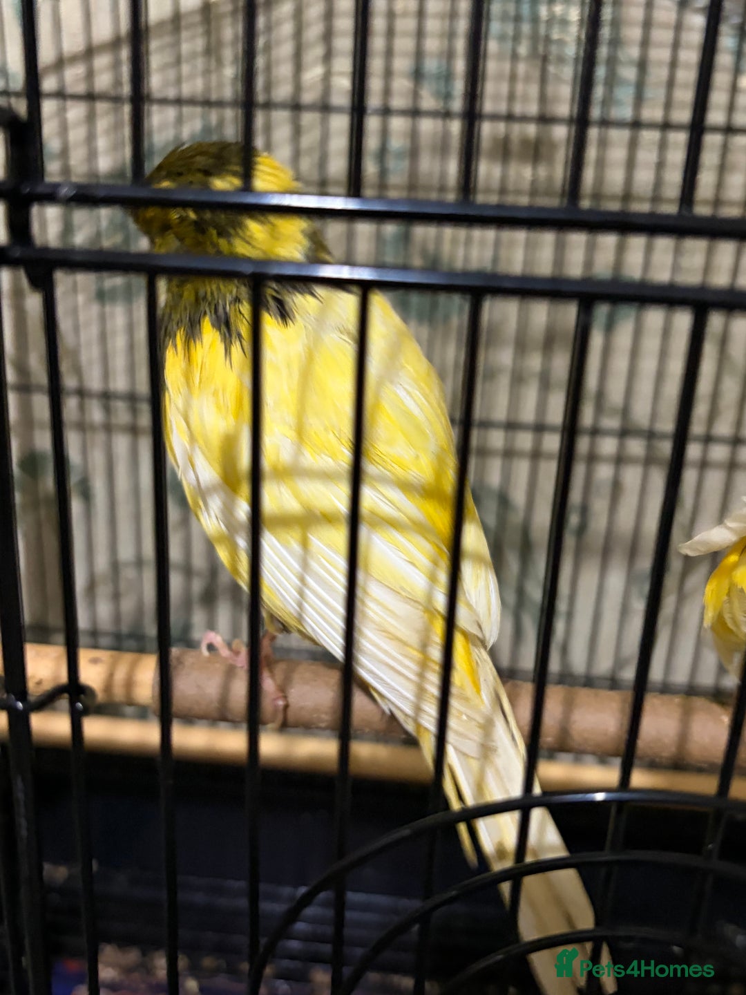 Canaries birds for sale: Border buff pair canaries  - Advert 3